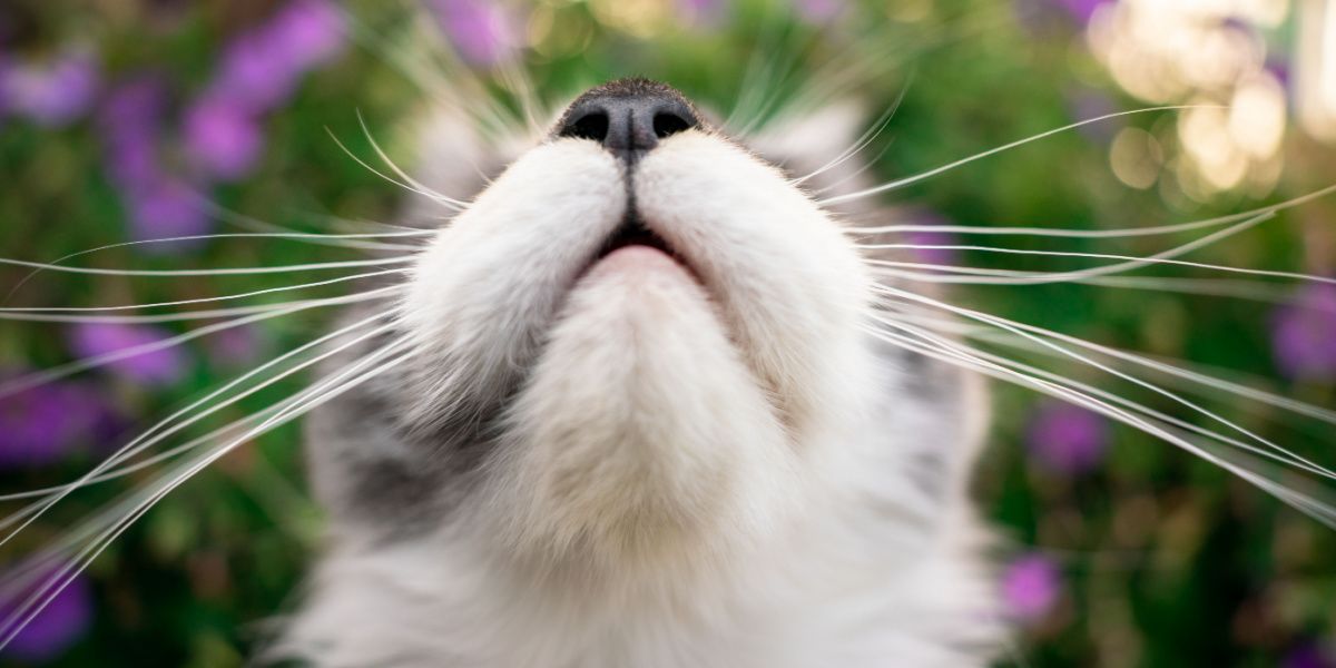 mouth and nose of a young maine coon cat 