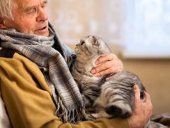 An image featuring an older gray-haired man in a cozy sweater holding a Scottish Fold cat.