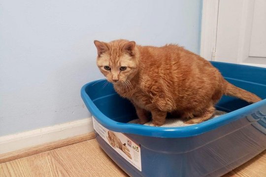 Why Does My Cat’s Poop Smell So Bad? How To Help