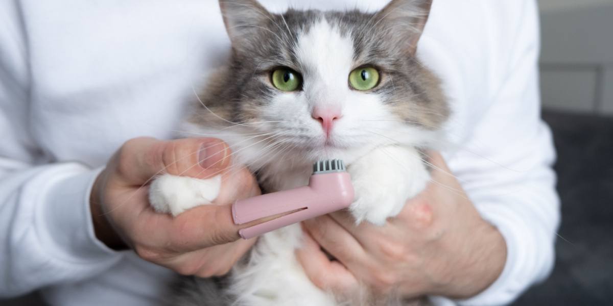 cepillo de dientes de gato
