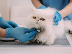 veterinary doctor using stethoscope for kitten