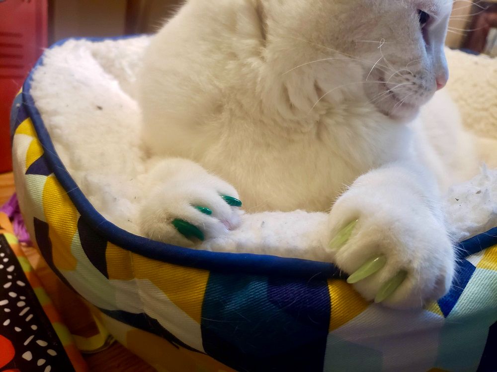 white cat wearing colorful nail cap
