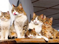 5 cat-like family members