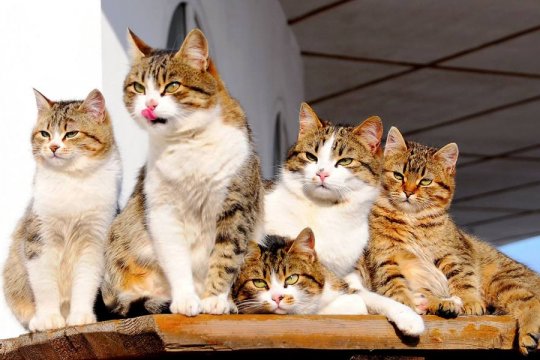 What Is A Glaring Of Cats? (And Other Words For Cat Collections)