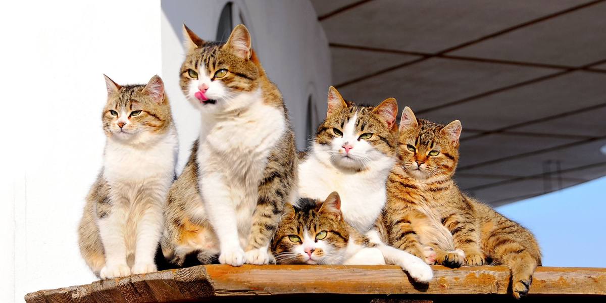 5 cat-like family members