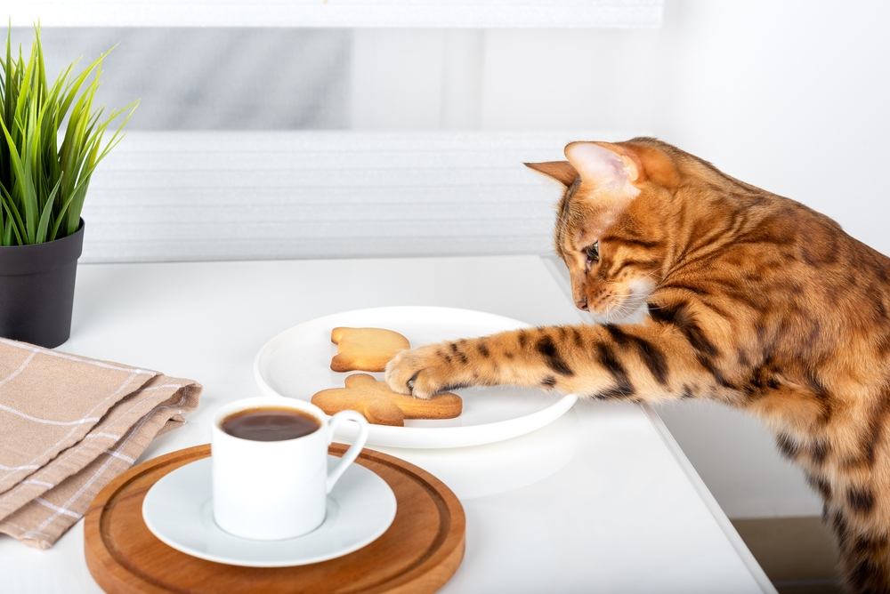 A Bengal cat reaches for a cookie in a plate