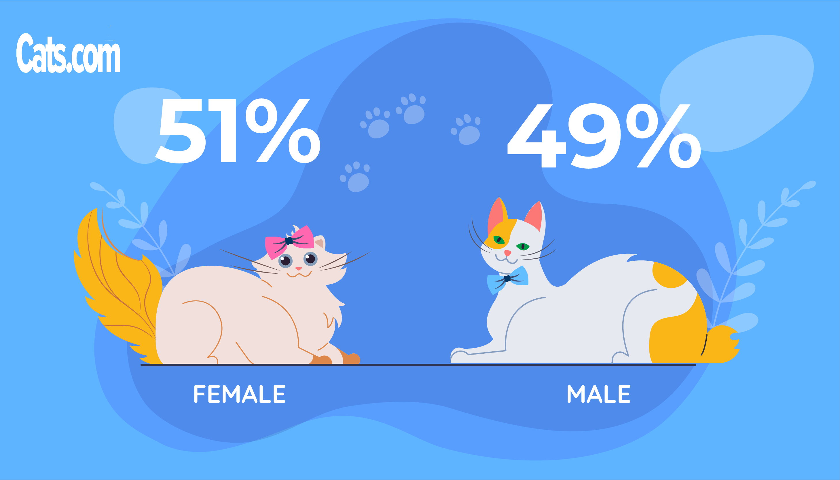 A-Z of Cat Facts and Statistics Family Gender
