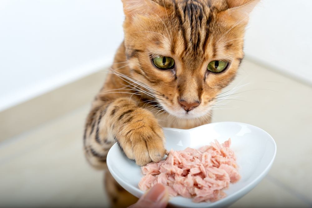 A hungry Bengal cat reaches for food with its paw.