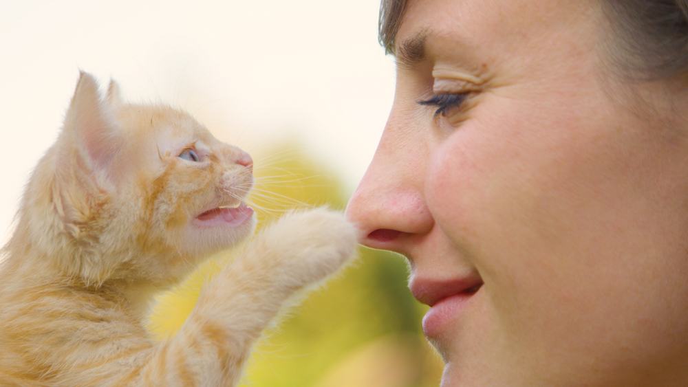 Adorable gatito atigrado naranja toca suavemente la nariz de la mujer joven