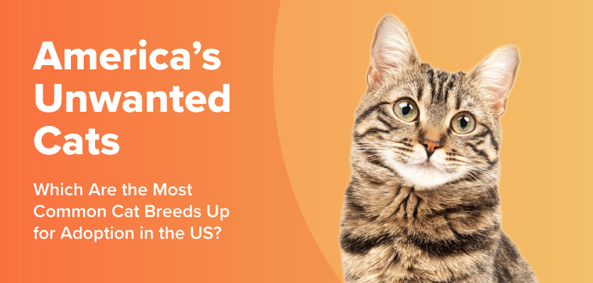 Illustration of America's Unwanted Cats