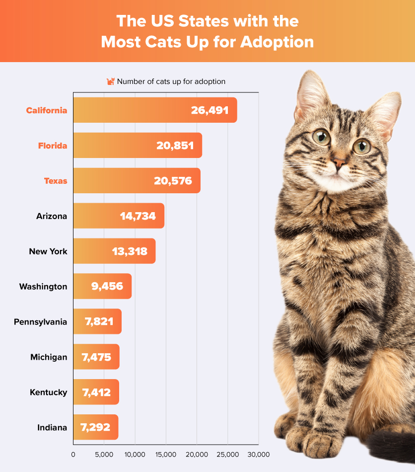 Illustration of The US States with the Most Cats Up for Adoption