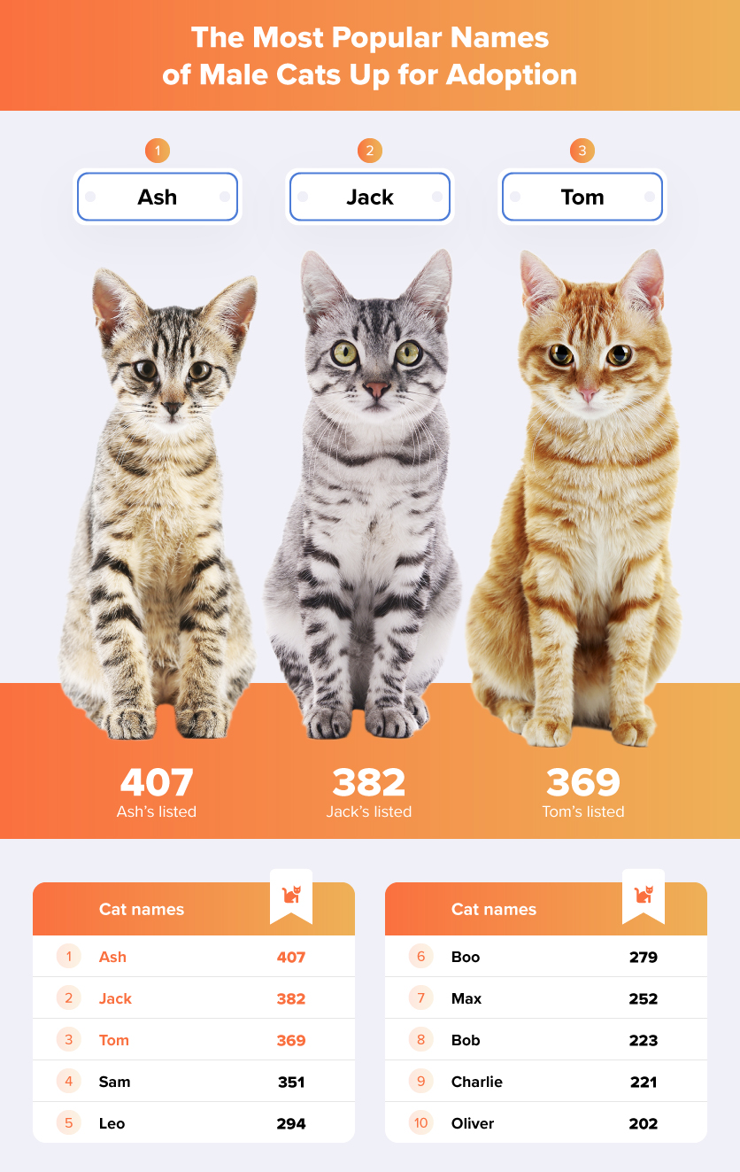 Illustration of The Most Popular Names of Male Cats Up for Adoption