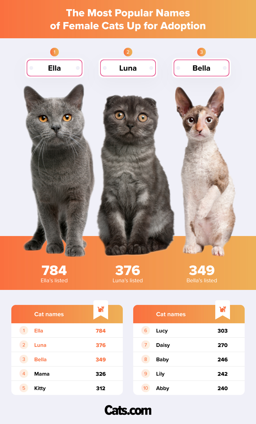 Illustration of The Most Popular Names of Female Cats Up for Adoption