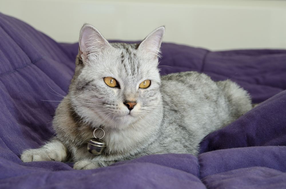 El hermoso gato yace sobre la manta morada.