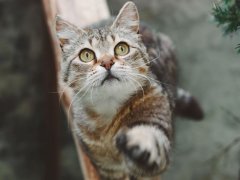 Beautiful short-haired striped cat sitting and raised its front paw up