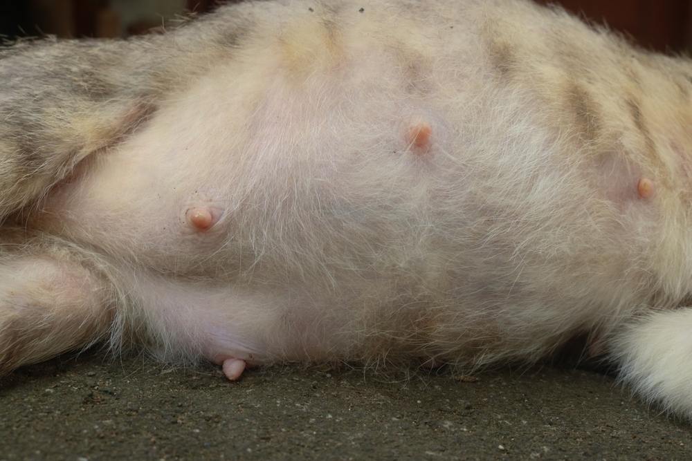 The belly of a pregnant cat, showcasing the physical changes that occur during feline pregnancy.