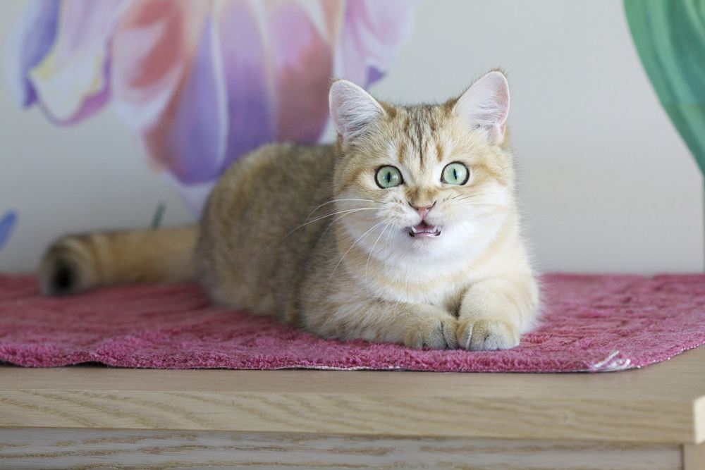 Distinct Cat Meow Meanings: From Squeaking to Snarling - AskVet