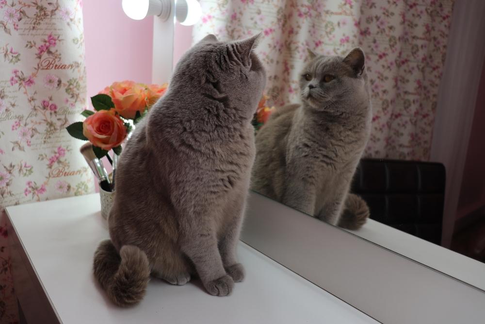 British gray cat looking at herself in the mirror