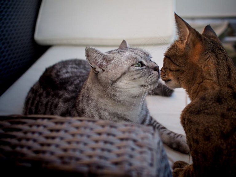 How To Make A Cat Feel Safe In 10 Simple Steps Cats How To Make A Cat Feel Safe In 10 Simple Steps Cats