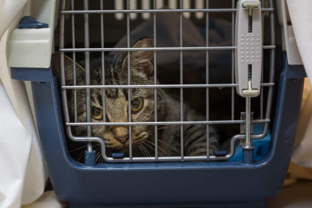 Brown Tabby Cat in carrier