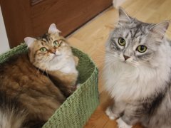 Brown White And Grey Siberian Cats Sitting Laying In Green Basket