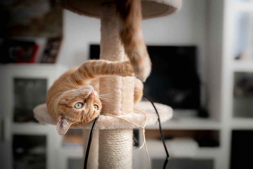 Gato atigrado marrón con ojos verdes acostado en una torre de rascado