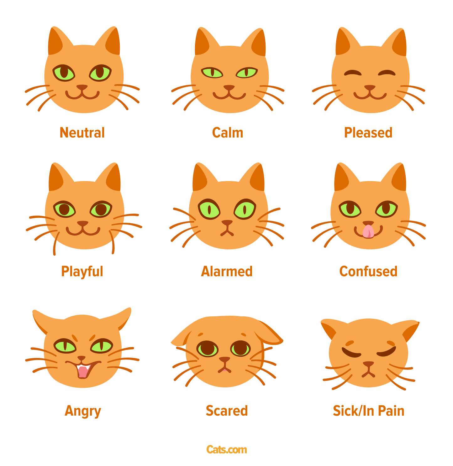 An image displaying various cat facial expressions, emphasizing the communication and emotions conveyed through feline expressions.