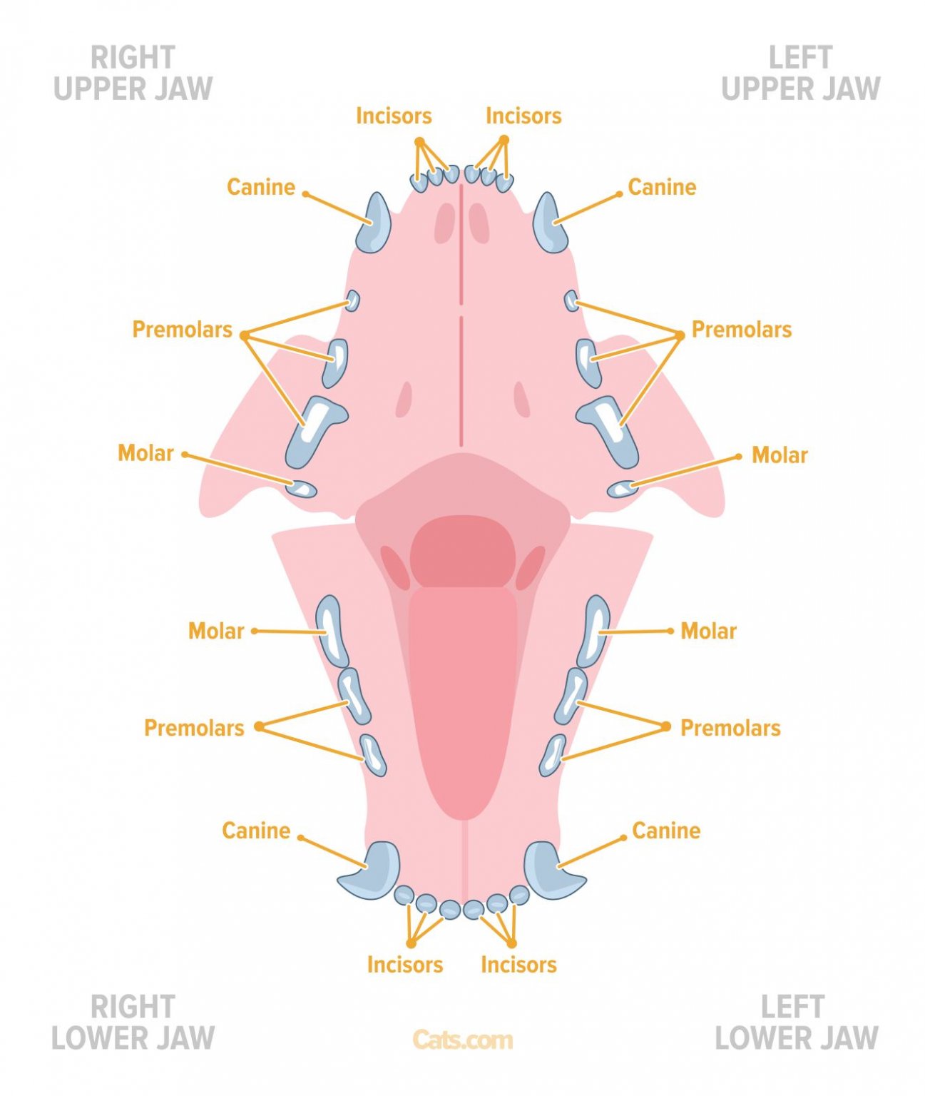 cat-anatomy-guide-cats