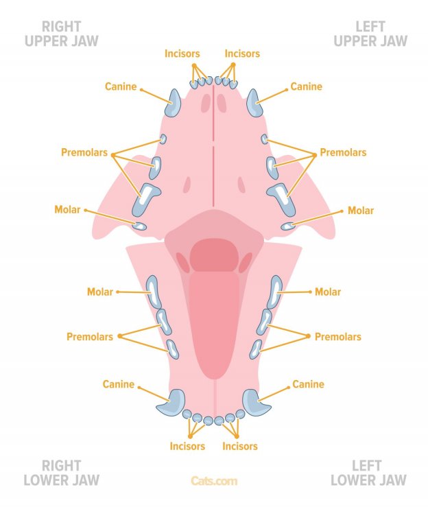 Cat Anatomy Guide - Cats.com
