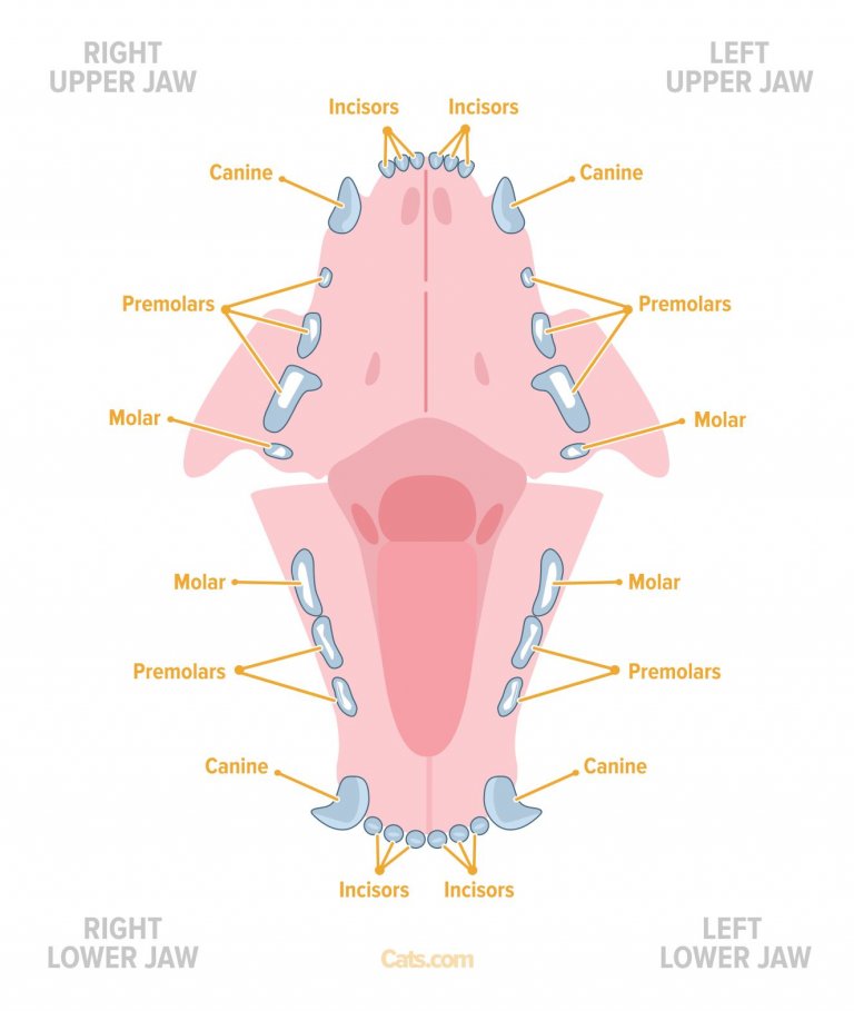 Cat Anatomy Guide - Cats.com
