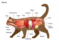 Cats Organs