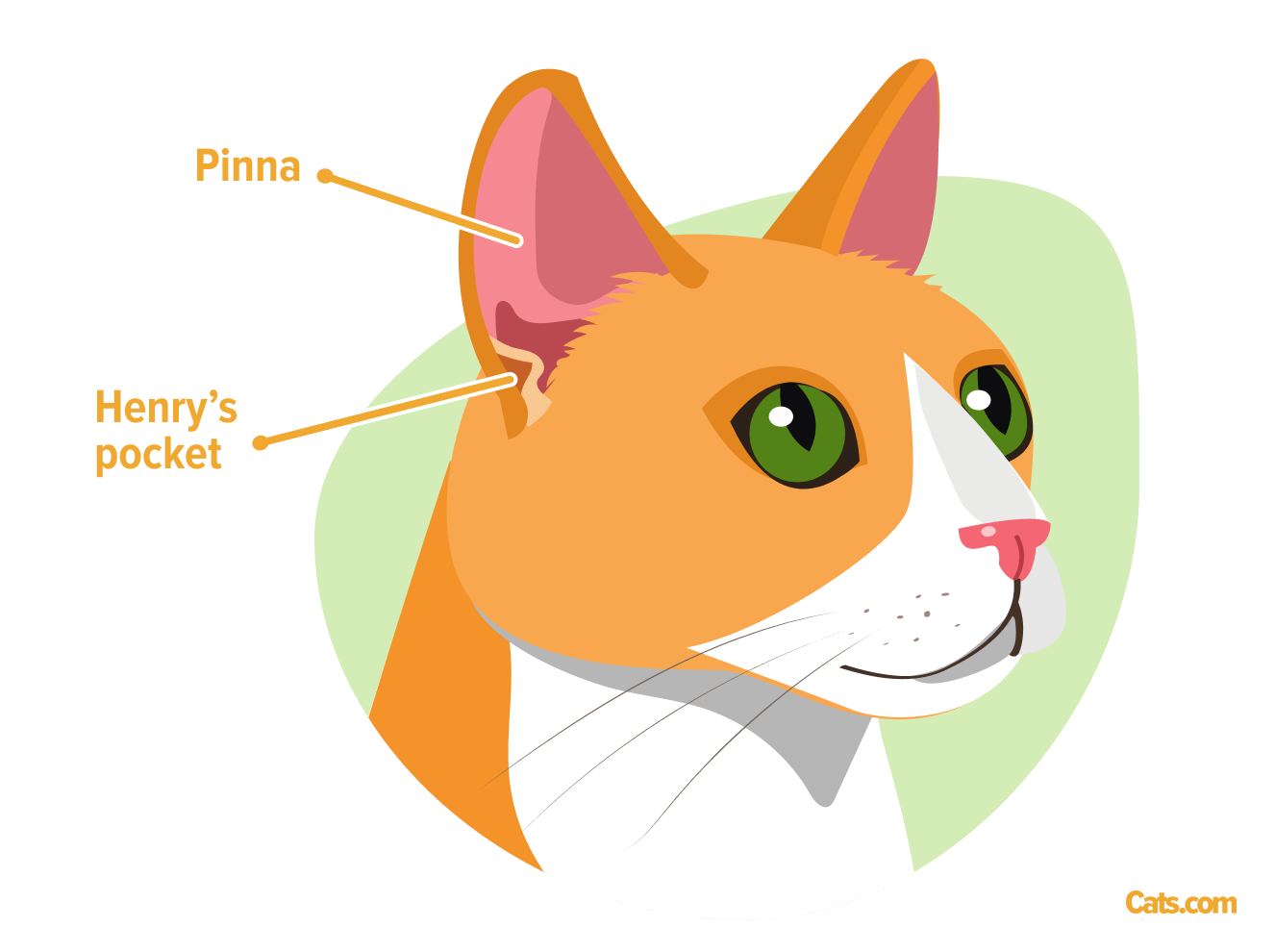 Cats have a distinctive feature on their ears called the Henry's pocket.