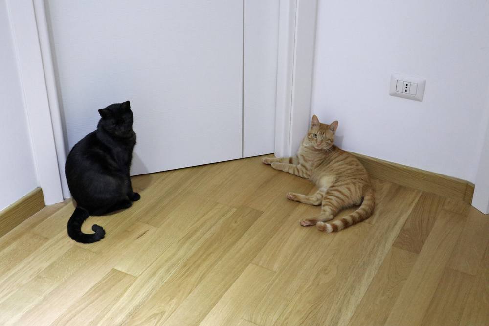 Gatos esperando afuera de la puerta del dormitorio.
