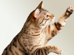 Adorable Bengal cat stretching upwards with an endearing expression. The image captures the charm of a cat reaching up, possibly for attention or play.