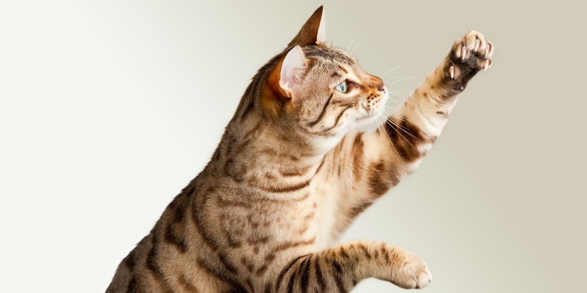 Adorable Bengal cat stretching upwards with an endearing expression. The image captures the charm of a cat reaching up, possibly for attention or play.