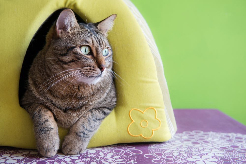 Lindo gato en una casa verde iglú 