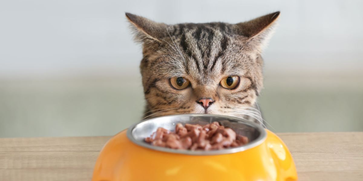 Cute cat looking at bowl with food