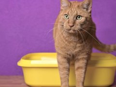 Cute red cat going out of a yellow Litter box
