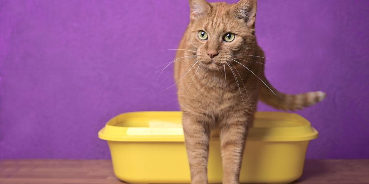 Lindo gato rojo saliendo de una caja de arena amarilla