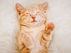 Cute, red kitten is sleeping