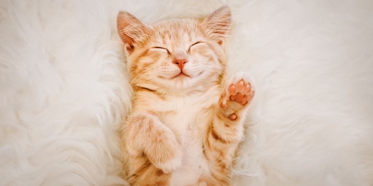 Cute, red kitten is sleeping