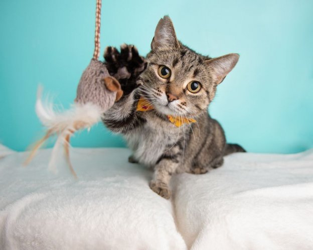 How To Calm Down a Cat In 8 Proven Steps - Cats.com