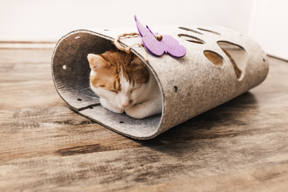 Lindo joven gato doméstico bicolor naranja y blanco durmiendo en un acogedor túnel de fieltro para gatos