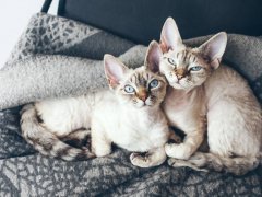 Devon Rex kittens with blue eyes