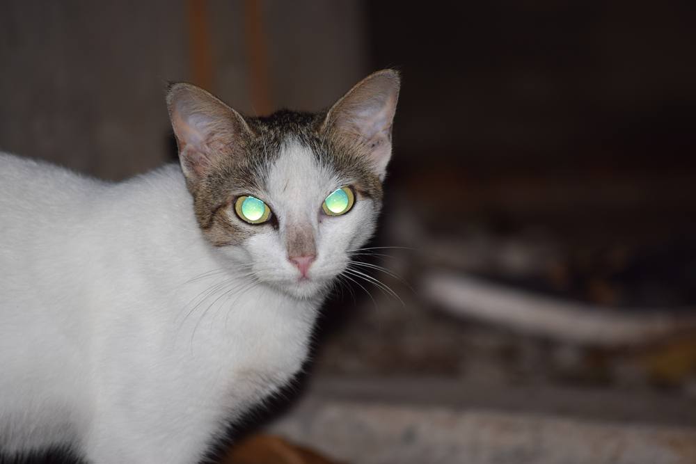 Domestic cat with glowing eyes at night