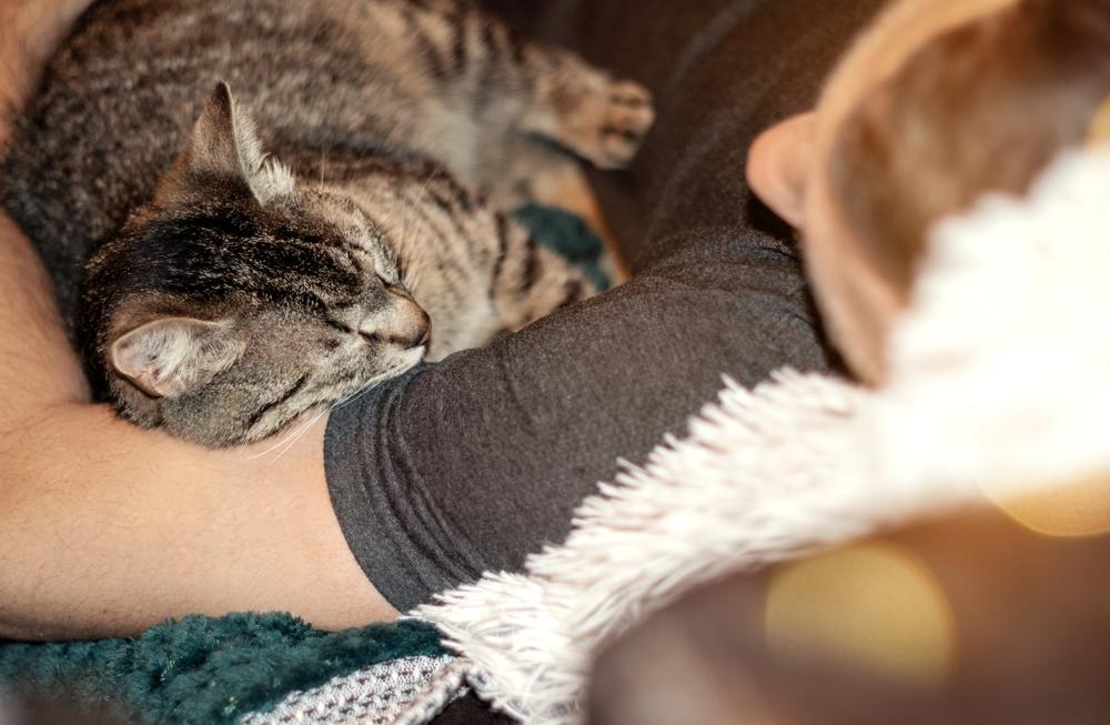 Domestic striped cat sleeping in embrace with owner