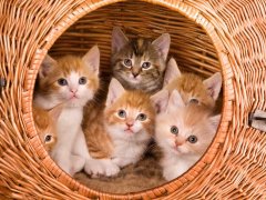 Family of six kittens in their own basket