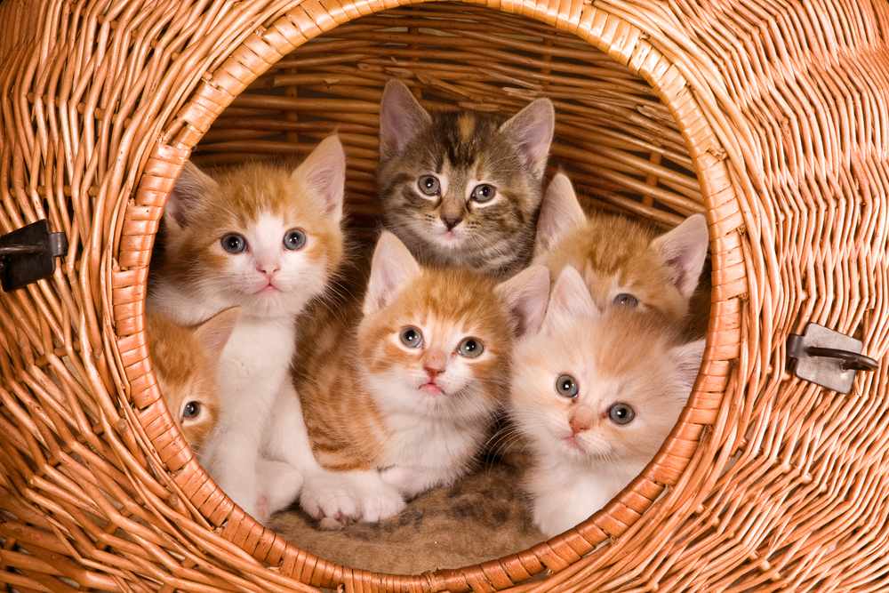 Familia de seis gatitos en su propia canasta