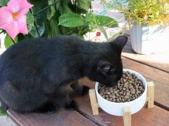 Farmina Natural & Delicious Chicken & Ancestral Low-Grain Formula Dry Cat Food-6