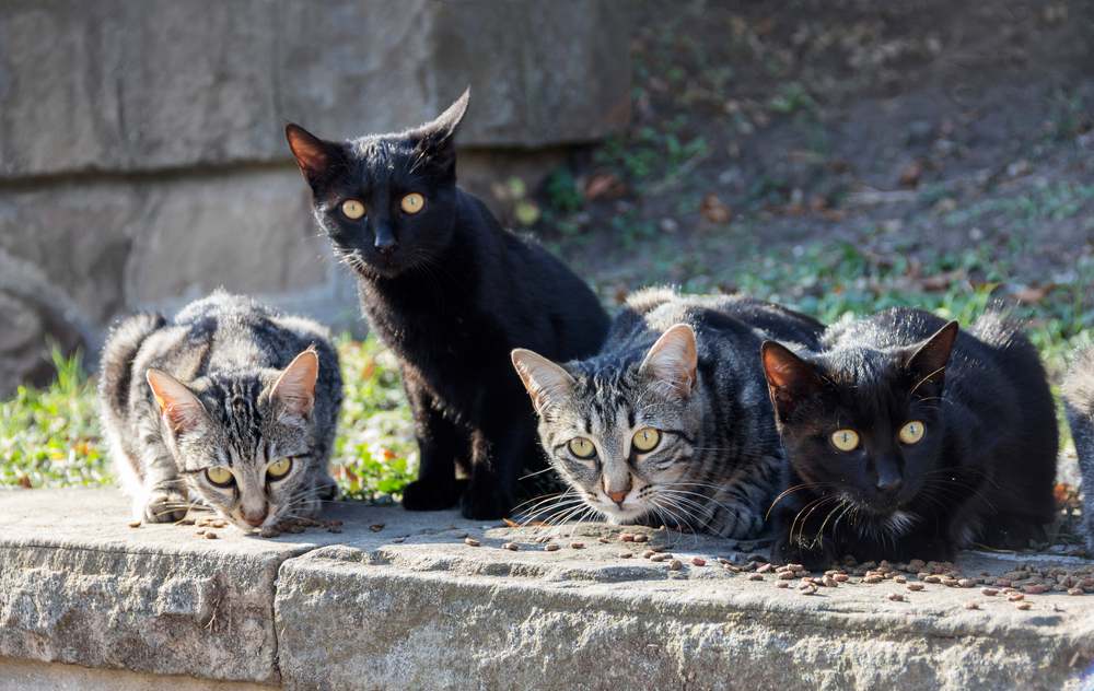 Alimentando a un grupo de gatos callejeros salvajes en la calle